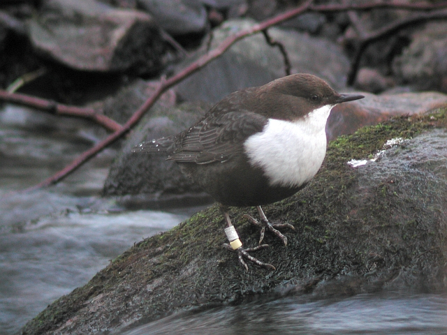 Wasseramsel in Schleswig-Holstein